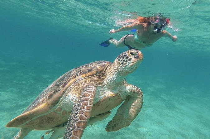 Half-Day at Green Cay Bahamas Snorkeling with Turtles - What the $1,500 group price really means