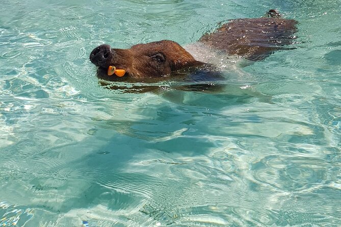 Honor Roll Private Bahamas Boat Charter - Green Cay Turtle Watching