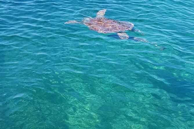 Honor Roll Private Bahamas Boat Charter - Rose Island Coral Reef Snorkeling