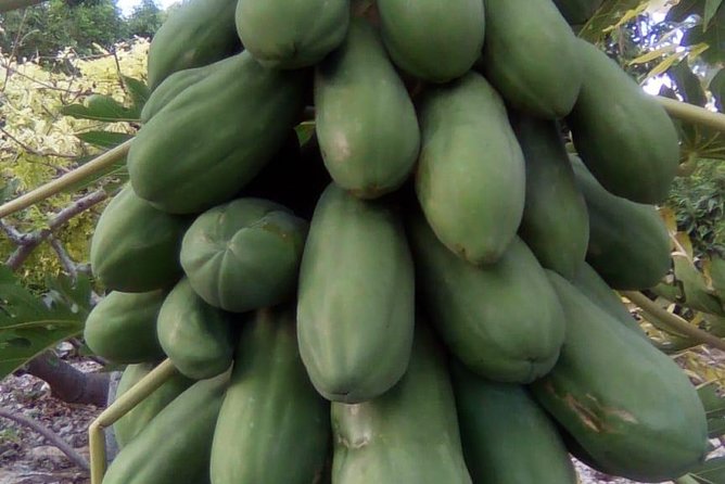 Mamma Gal Native Experience - Fruit markets and the everyday side of Freeport