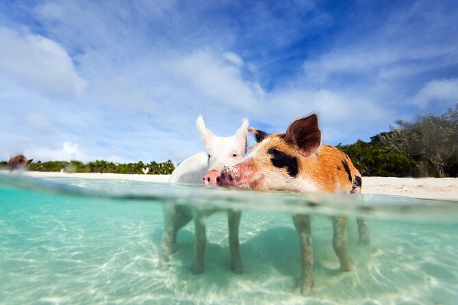 Nas: 3 islands Tour ,snorkel, Turtles, pigs and lunch - Three Bahamian stops in four hours
