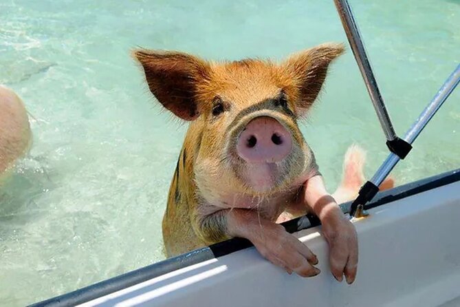 Nas: 3 islands Tour ,snorkel, Turtles, pigs and lunch - Finding the Paradise Island departure point