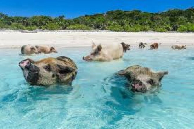 Nas: 3 islands Tour ,snorkel, Turtles, pigs and lunch - Timing, weather, and cancellation rules