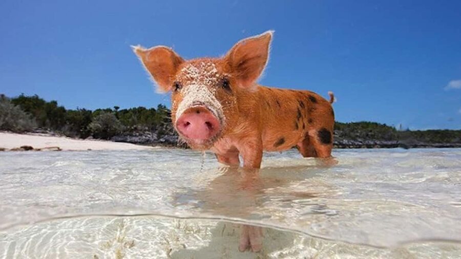 Nassau: 3-Island Snorkel Tour with Pigs, Beach Club, & Lunch - Lunch and beach time at the private club