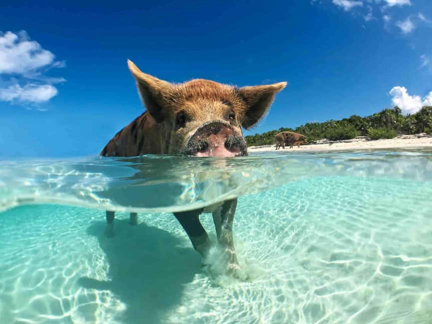 Nassau: 3-Island Snorkel Tour with Pigs, Beach Club, & Lunch - The Atlantis Tunnel, a scenic extra with a catch
