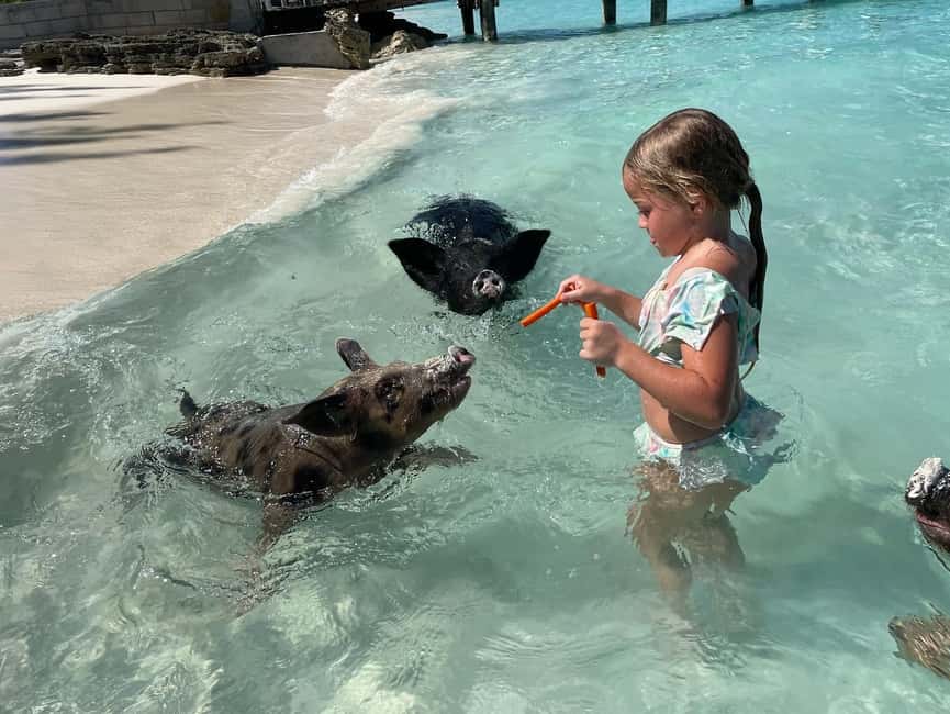 Nassau: 3 Islands Boat w/ Swimming Pigs, Snorkeling & Turtle - A three-island outing with pigs as the main event
