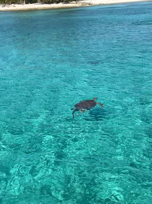 Nassau: 3 Islands Boat w/ Swimming Pigs, Snorkeling & Turtle - Pearl Island snorkeling in shallow water