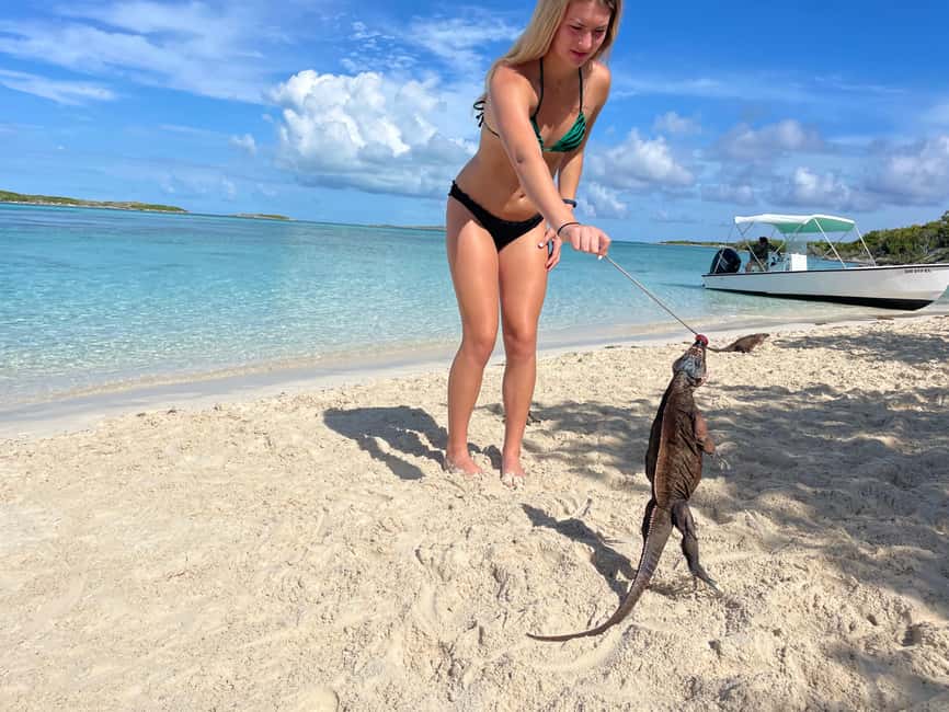 Nassau: 3 Islands Boat w/ Swimming Pigs, Snorkeling & Turtle - Green Cay and the quiet turtle stop