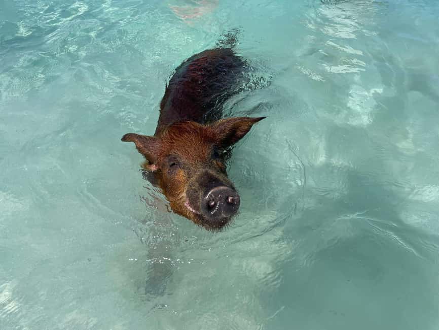 Nassau: 3 Islands Boat w/ Swimming Pigs, Snorkeling & Turtle - Who will enjoy this most