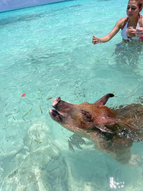 Nassau: 3 Islands Boat w/ Swimming Pigs, Snorkeling & Turtle - Practical ways to make the day better