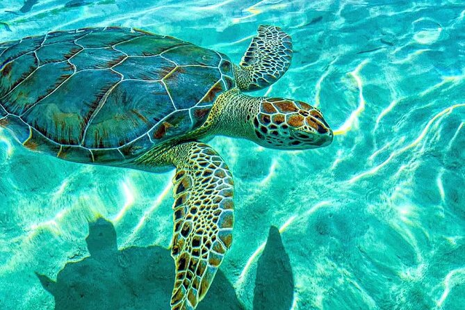 Nassau: 3 islands Pigs,Turtles,Snorkel & Beach Club with lunch - What $175 buys you on Nassau’s water