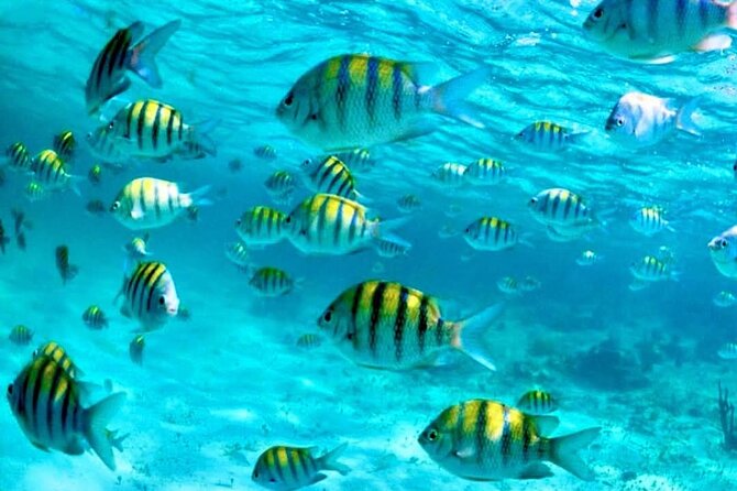 Nassau: 3 islands Pigs,Turtles,Snorkel & Beach Club with lunch - Meeting the pigs at Athol Island
