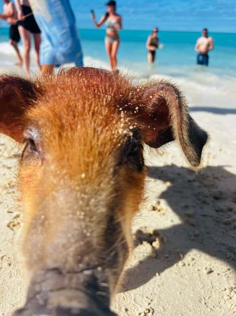 Nassau: 3 Islands Tour, Snorkel, Pig Beach, Turtles & Lunch - Green Cay turtle stop: a short visit with a big payoff
