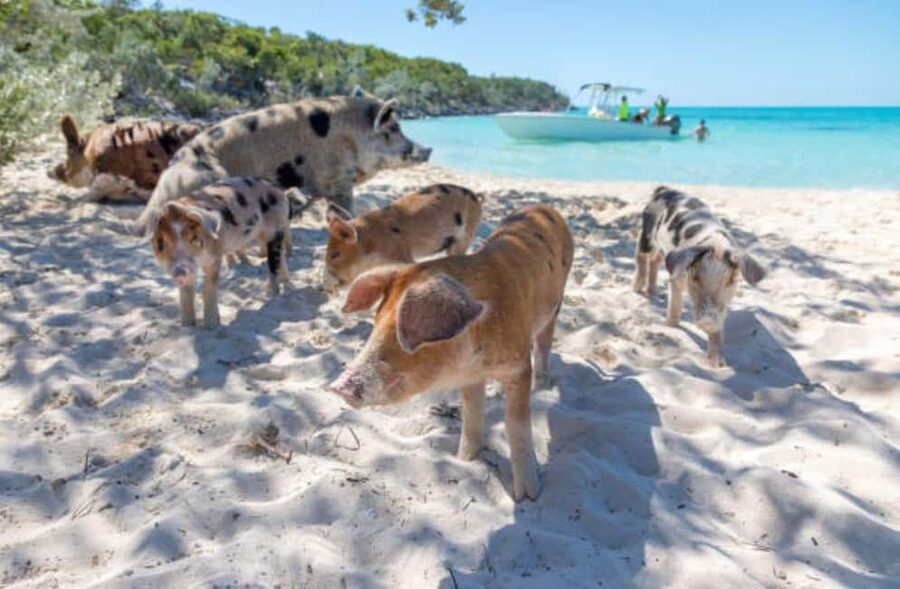 Nassau: 3 Islands Tour, Snorkel, Pig Beach, Turtles & Lunch - Lunch, rum punch, and what is included for $136