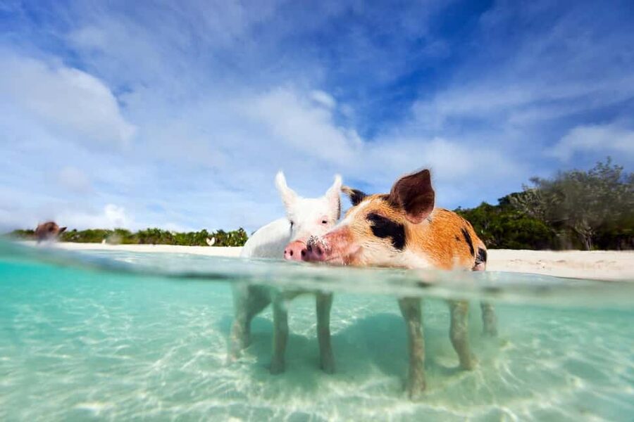 Nassau: 3 Islands Tour, Snorkel, Pig Beach, Turtles & Lunch - Pearl Island snorkeling: fish, reef, and a fast start