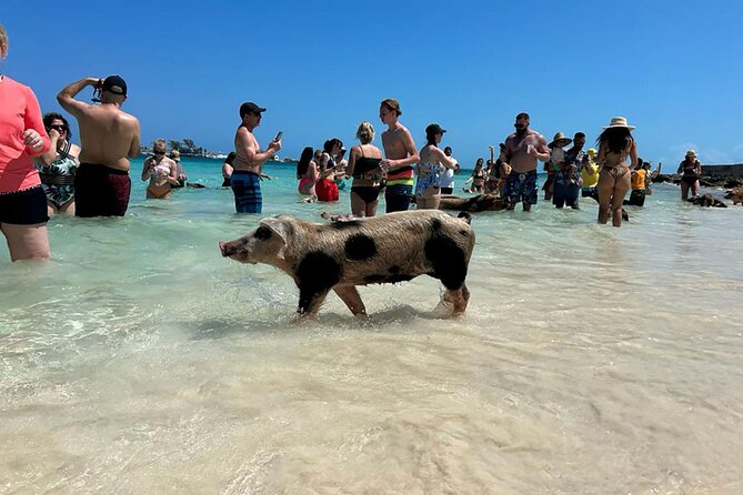 Nassau 3-stops: Snorkeling, Swimming Pigs, Turtles & Lunch - A relaxed start from Montagu Beach