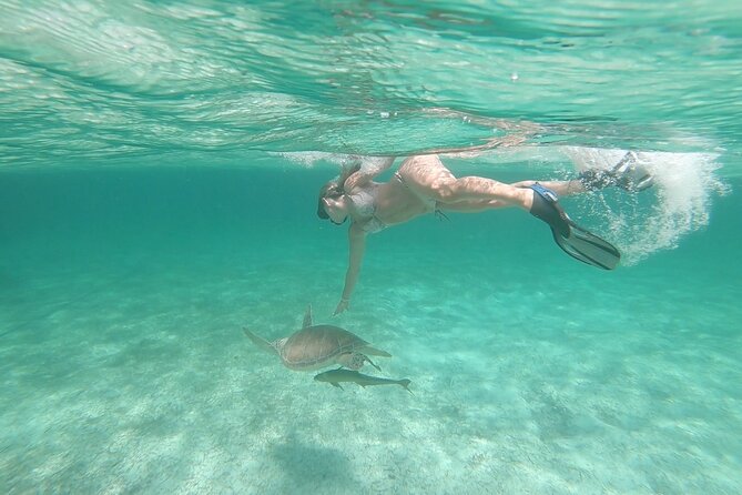 Nassau 3-stops: Snorkeling, Swimming Pigs, Turtles & Lunch - Green Cay offers the best wildlife possibility