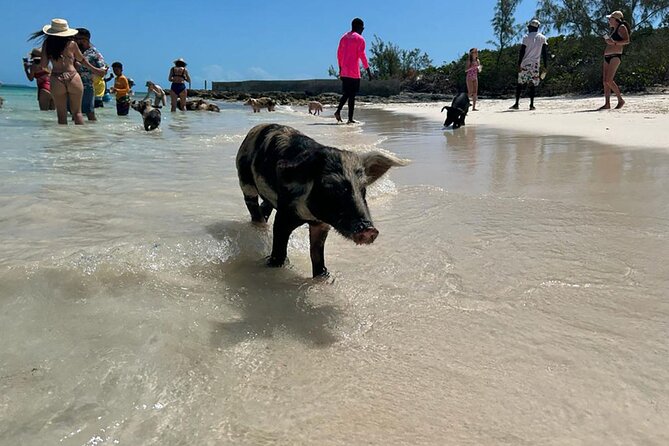 Nassau 3-stops: Snorkeling, Swimming Pigs, Turtles & Lunch - Pearl Island brings the first reef stop