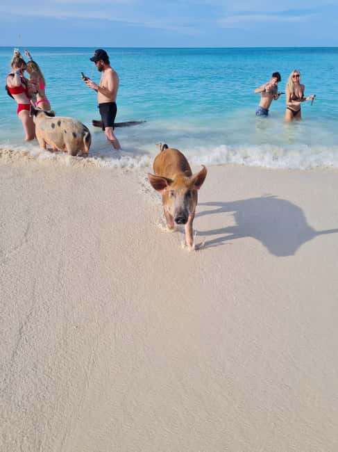 Nassau ATV & Swimming Pigs Tour - Pickup and the first ride through Nassau