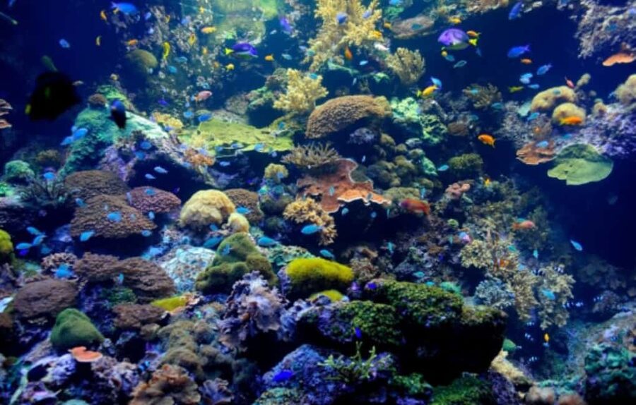 Nassau: Catamaran Sail and Snorkel Tour - The reef near Athol Island or Spruce Cay