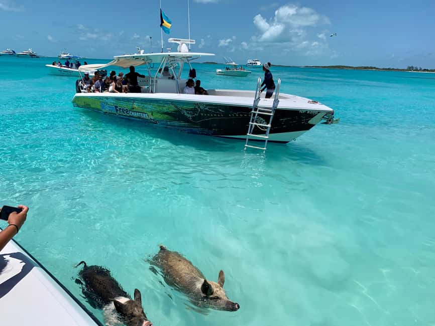 Nassau: Discover Exuma Island Hopping and Swimming Pigs Tour - Why Exuma makes a strong day trip from Nassau