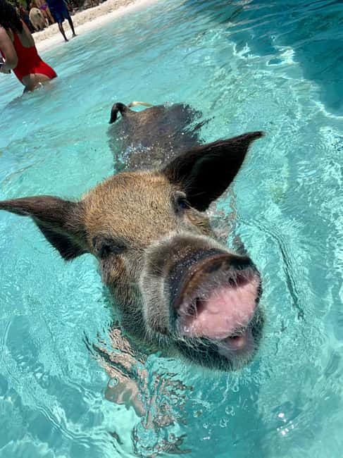 Nassau: Discover Exuma Island Hopping and Swimming Pigs Tour - Compass Cay’s nurse sharks