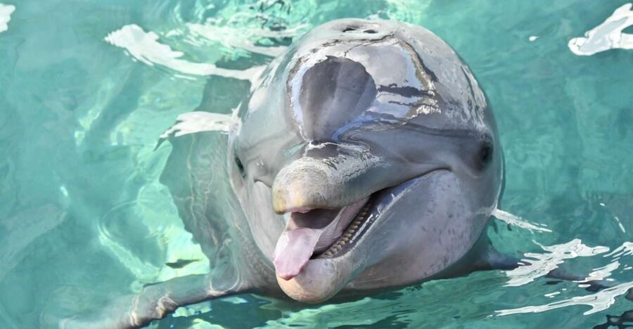 Nassau: Half-Day Guided Cay Cruise, Sea Life Watch & Snorkel - Blue Lagoon Island: scenery and animal exhibits