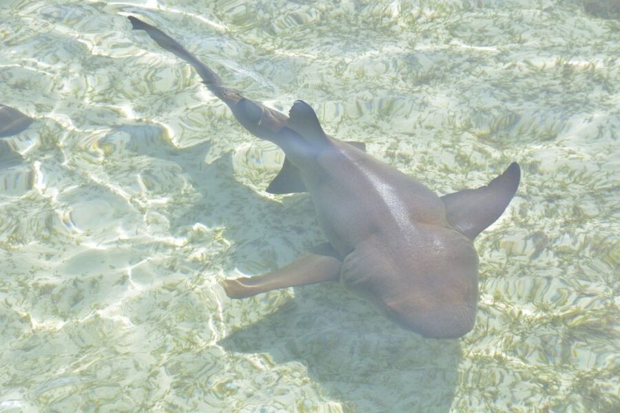 Nassau: Half-Day Guided Cay Cruise, Sea Life Watch & Snorkel - Rose Island for the final swim