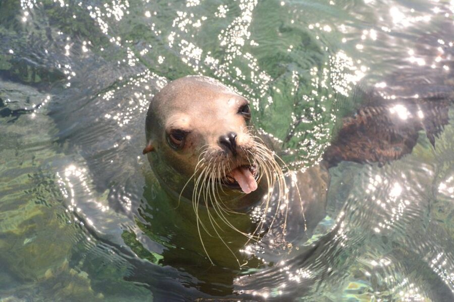 Nassau: Half-Day Guided Cay Cruise, Sea Life Watch & Snorkel - Is the three-hour format good value?