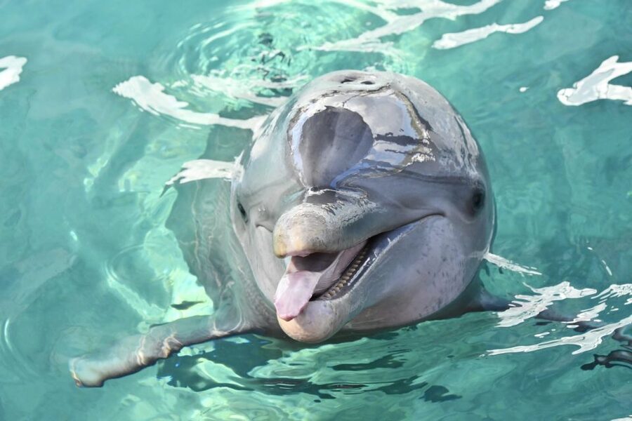 Nassau: Half-Day Guided Cay Cruise, Sea Life Watch & Snorkel - Starting at Bayshore Marina