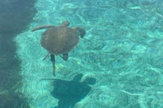 Nassau: Half Day Reef Snorkeling, Turtles & Swimming Pigs - Swimming pigs bring the playful finish