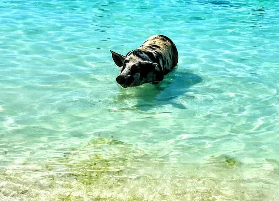 Nassau: Island Hopping Boat Trip with Lunch & Drinks - Key points at a glance