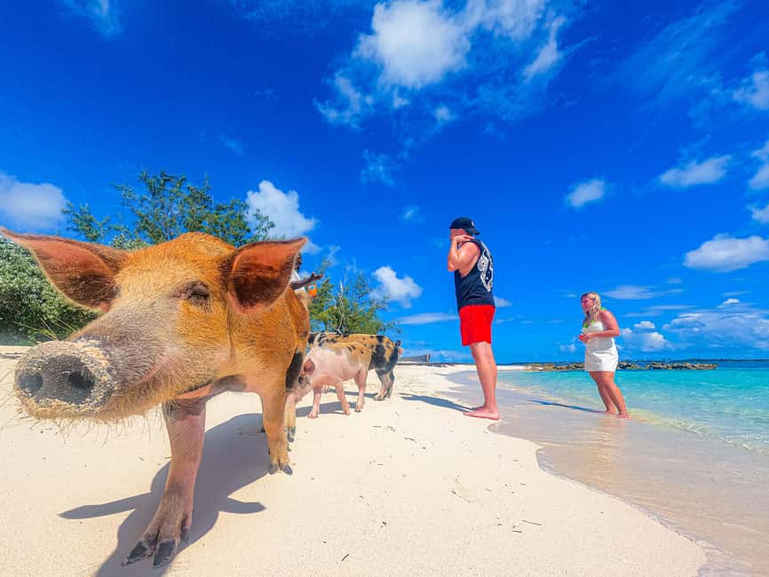 Nassau: Pigs Beach Trip by Boat with Swimming and Feeding - A close-up encounter with Athol Island’s swimming pigs