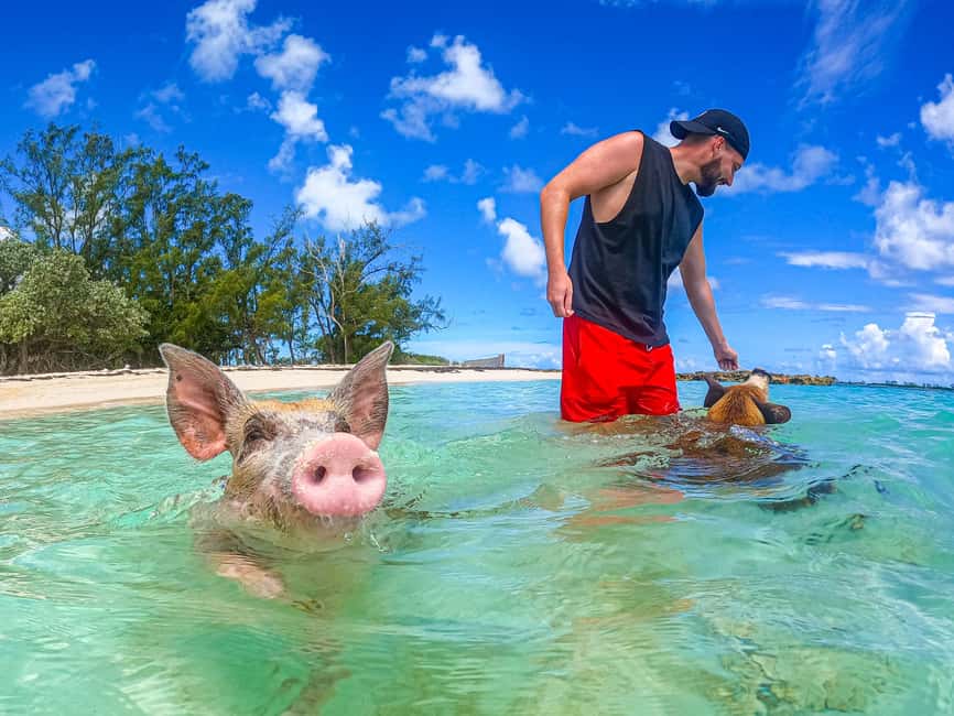 Nassau: Pigs Beach Trip by Boat with Swimming and Feeding - What happens at Pig Beach