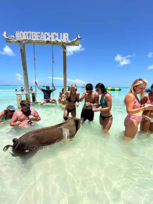 Nassau: Pigs, Snorkel, Turtles, Lunch, Private Beach Club - Looking for turtles at Green Cay