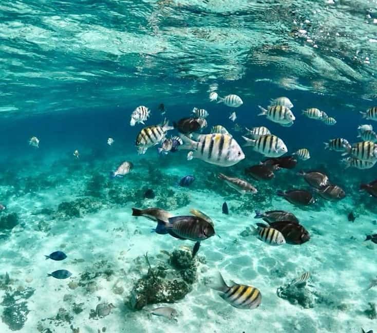 Nassau: Pigs, Snorkel, Turtles, Lunch, Private Beach Club - Oasis Ocean 7 and the Rose Island beach club