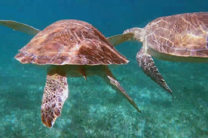 Nassau: Private Island & Snorkeling, Turtles, Drinks, & BBQ - Green Cay is about seeing turtles, not swimming with them
