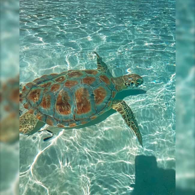 Nassau: Rose 3-Island Tour with Snorkeling and Lunch - Rose Island, the longest and quietest stop