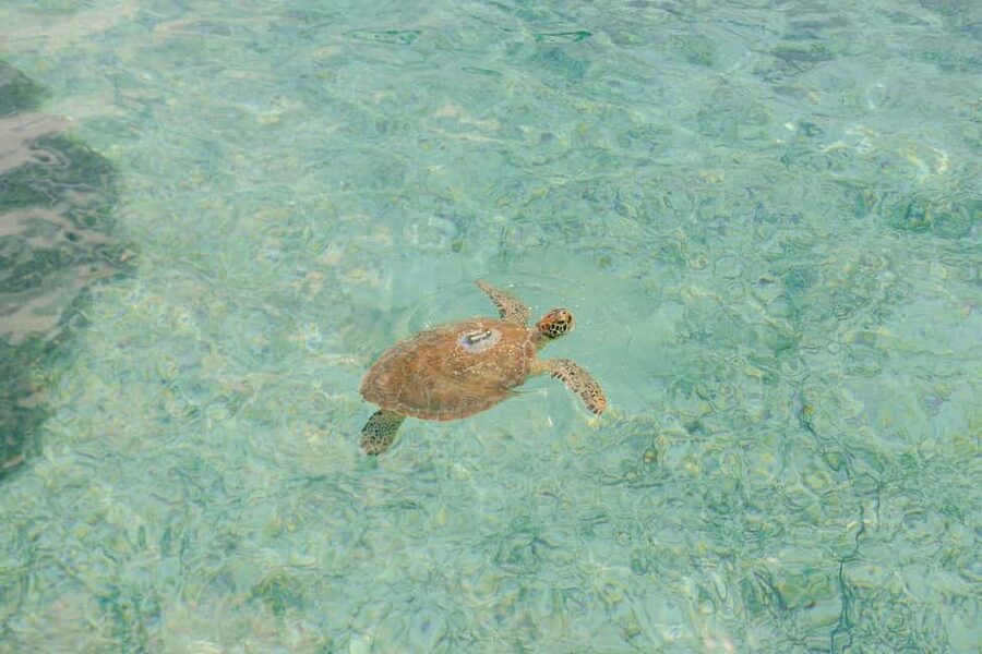 Nassau: Rose Island's Sand Dollar Beach Resort - Snorkeling, paddling, and the water trampoline