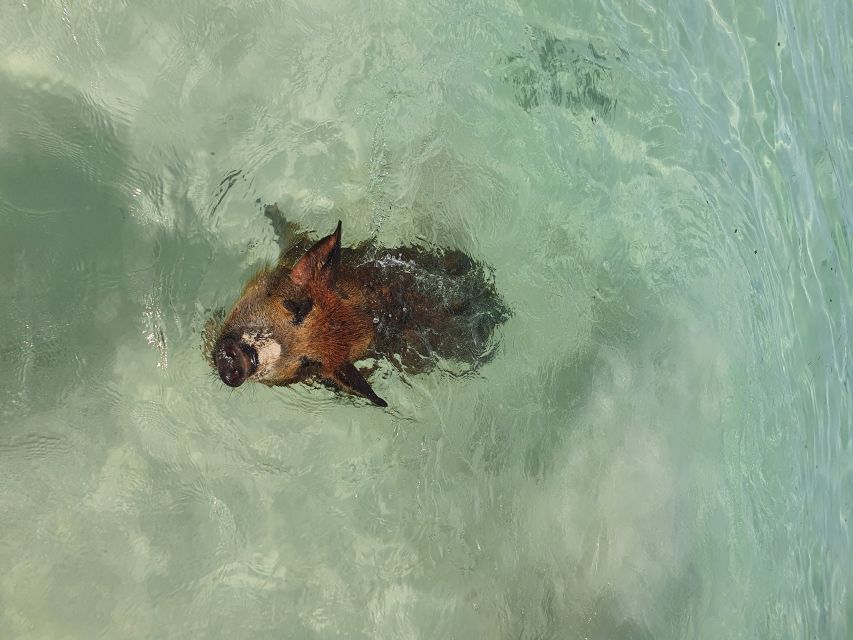 Nassau: Rose Island Swimming Pigs & Turtles Snorkeling Tour - Swimming pigs with time to enjoy the beach
