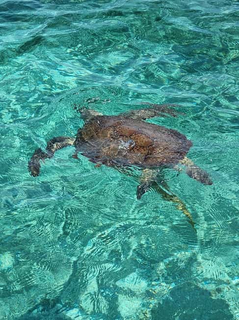 Nassau: Rose Island Swimming Pigs & Turtles Snorkeling Tour - Rose Island snorkeling and reef time