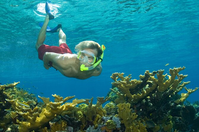 Nassau Shore Excursion: Bahamas Snorkel Adventure - Key points to know before booking