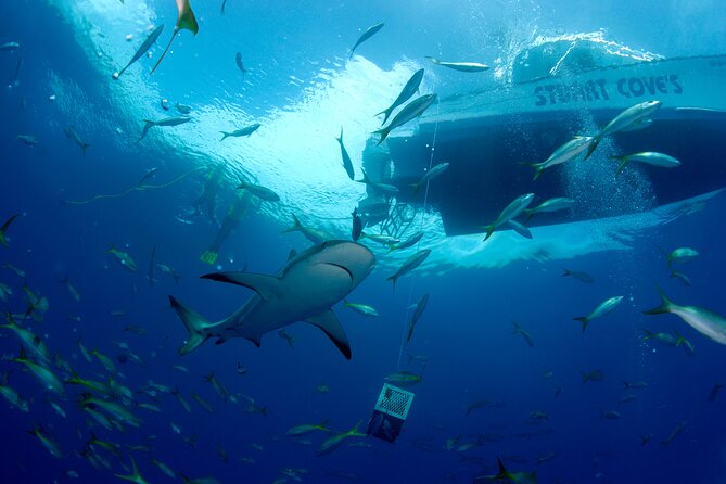 Nassau Shore Excursion: Bahamas Snorkel Adventure - First reef stop: your best chance for fish