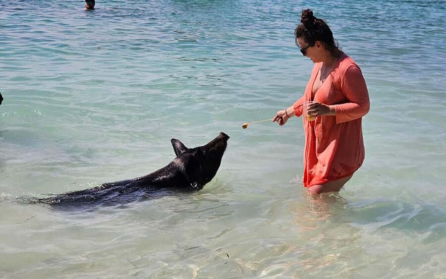 Nassau: Snorkeling, Pig Beach, Swim with Turtles, and Lunch - Quick reasons to consider this Nassau catamaran cruise