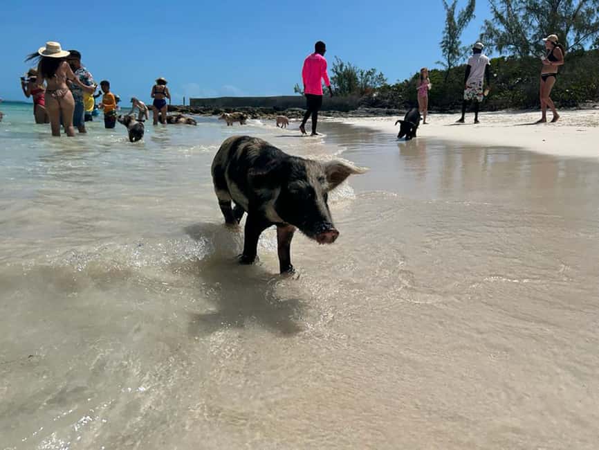 Nassau: Snorkeling, Pig Beach, Swim with Turtles, and Lunch - Pig Beach and the Rose Island stop