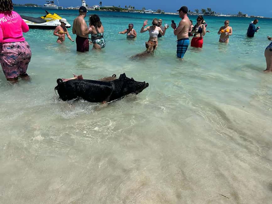 Nassau: Snorkeling, Pig Beach, Swim with Turtles, and Lunch - Who will enjoy this trip most