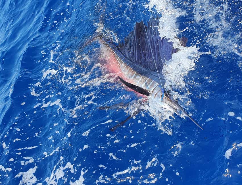 Nassau: Sport-fishing private charter . - Setting out from Paradise Island