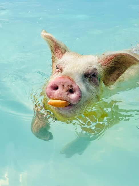 Nassau: Swimming Pigs and Private Beach Club Trip with Lunch - Key points to know before you go