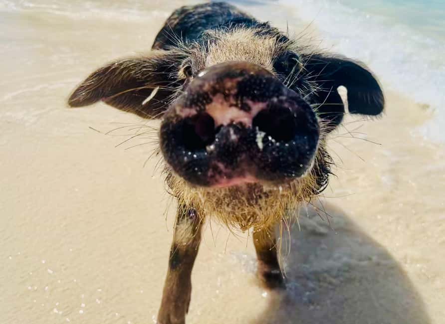 Nassau: Swimming Pigs and Private Beach Club Trip with Lunch - Snorkeling, paddleboards, and quiet beach time