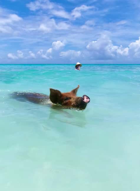 Nassau: Swimming Pigs and Private Beach Club Trip with Lunch - Weather and practical planning